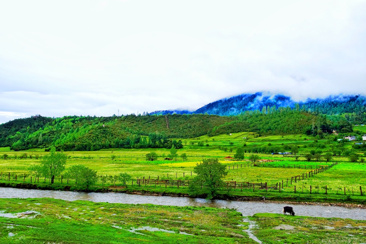 西藏林芝市鲁朗小镇一瞥