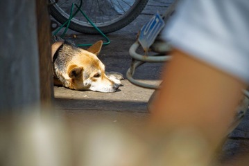 阳光照在狗身上
