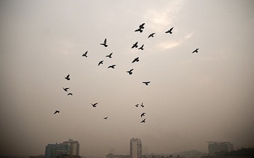 群鸟