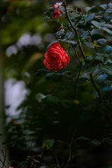 1000045203