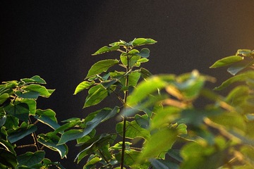 DSC_9380_副本