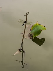 161250