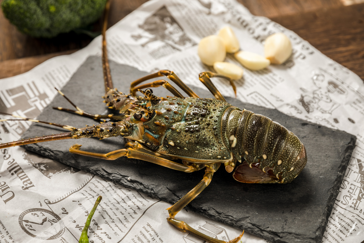 新鲜生猛海鲜大龙虾小青龙