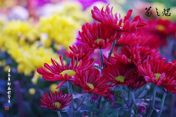 IMGP2941.jpg