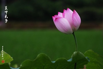 IMGP0272.jpg