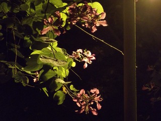 DSCF3651.JPG