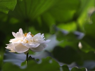125529