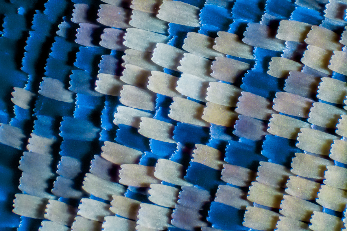 显微摄影蝴蝶翅膀鳞片