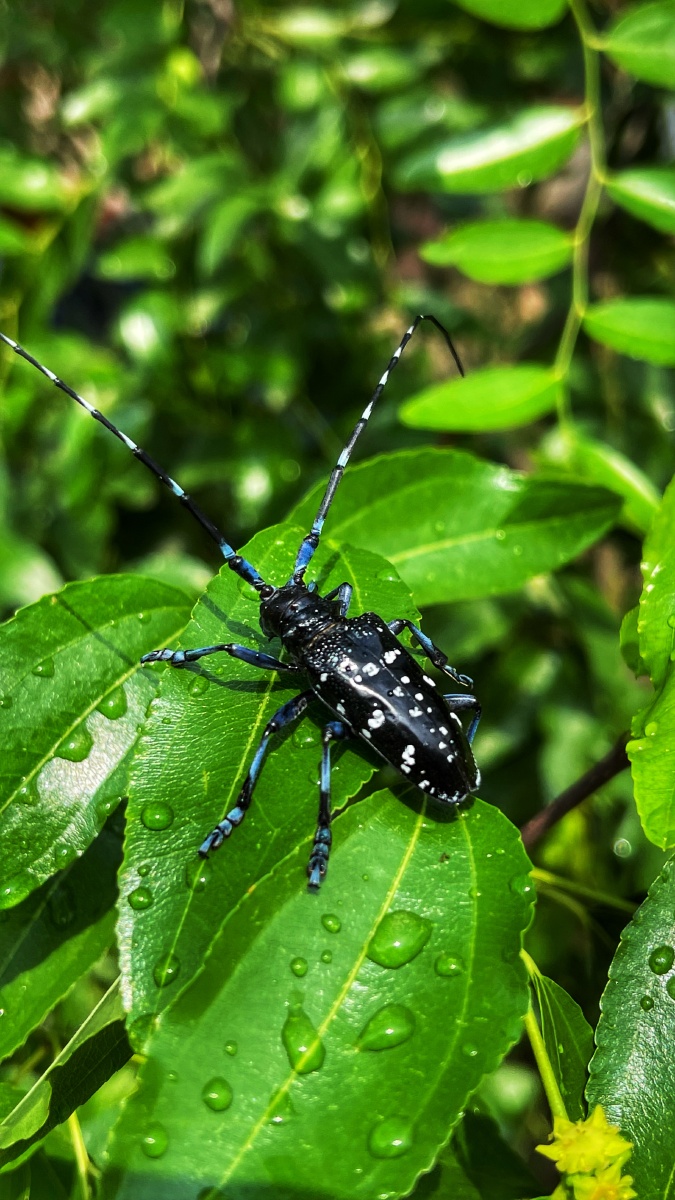小虫虫虫虫虫虫虫 - 图虫