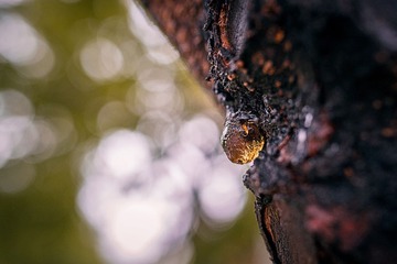 DSC_4410PS.jpg