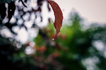 DSC_4420PS.jpg