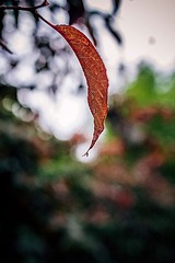 DSC_4421PS1.jpg