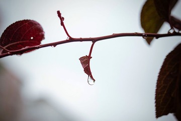 DSC_4437PS.jpg