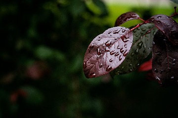 DSC_4451PS.jpg