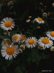 1000025988