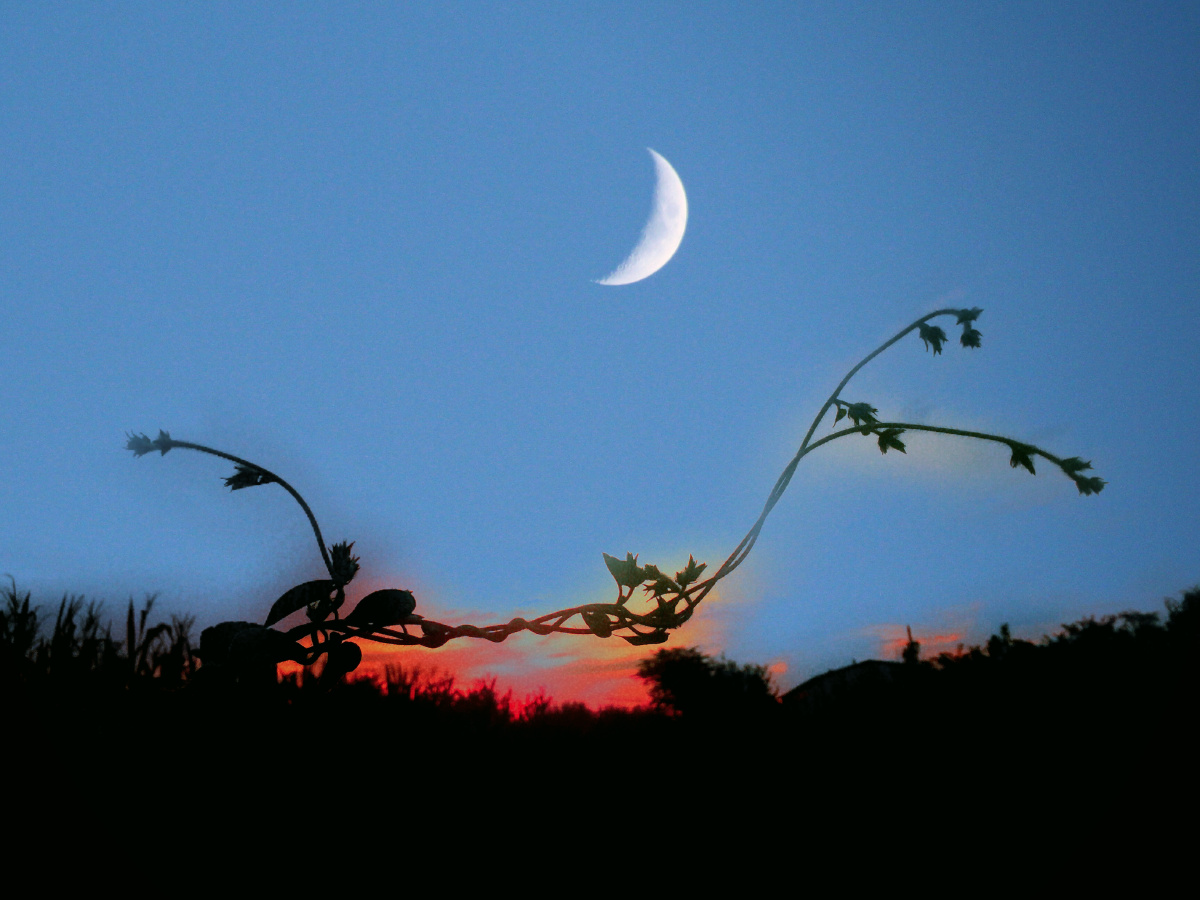 明月清风照无眠