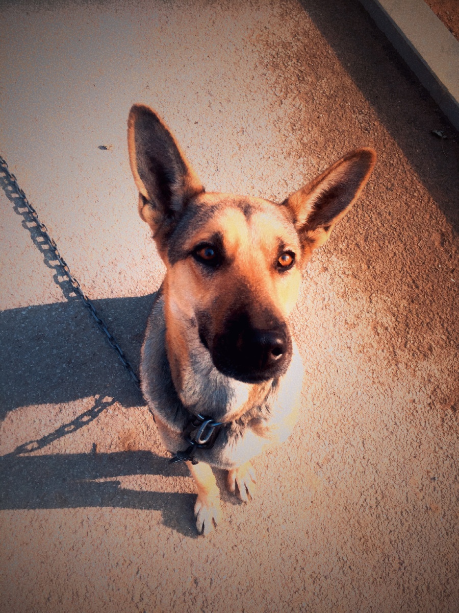 城市里的犬夕阳下期盼的眼神