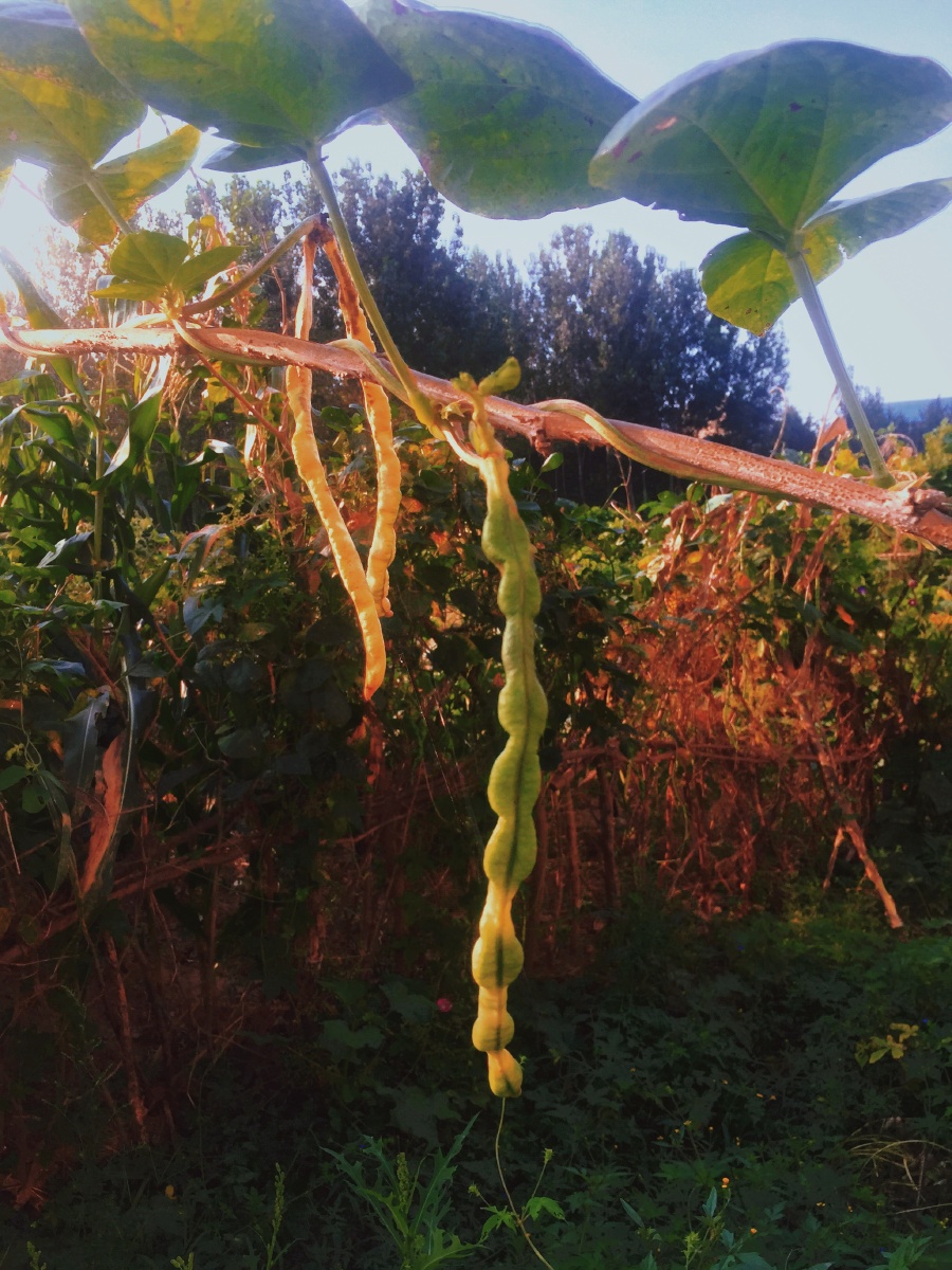 豆角偷偷老在了山下