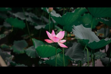 8DB620DB-1A85-45CD-8E7C-E1E7AD1FA567/L0/001
