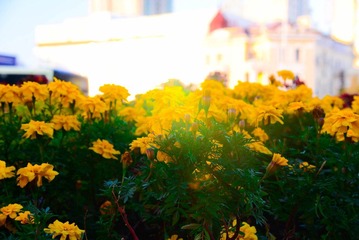 DSC_1321.jpg
