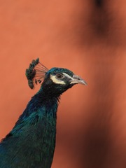 4706