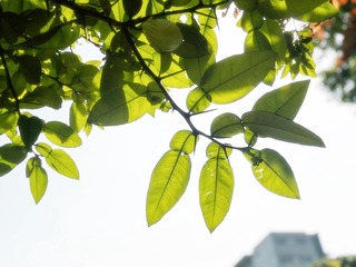 E186E830-8E34-4A3E-8F9D-881EF556B699/L0/001