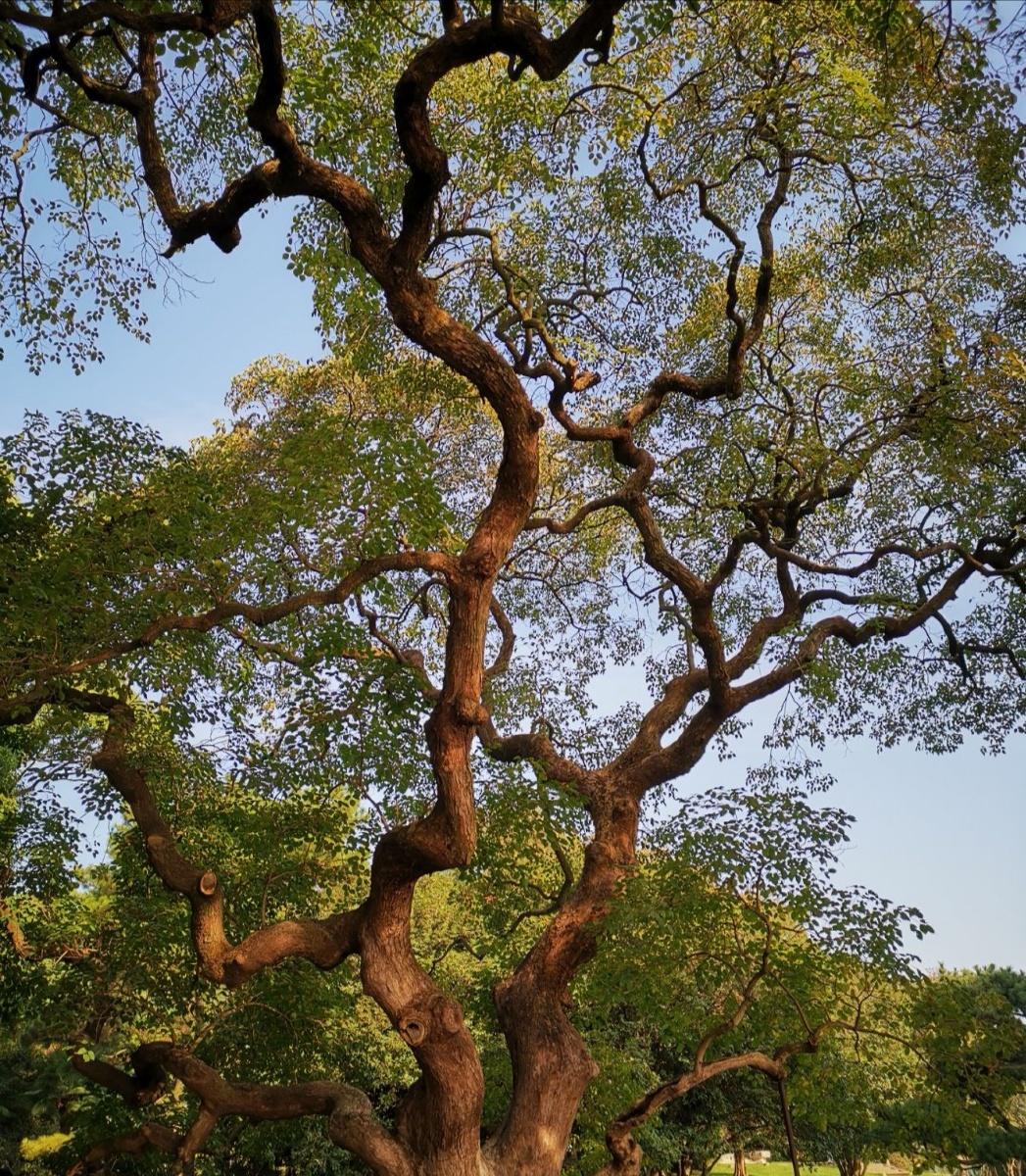 武汉东湖旁边的香樟树