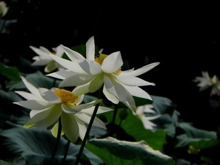 花卉园--荷 006.jpg