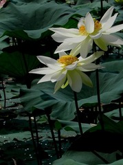 花卉园--荷 008.jpg