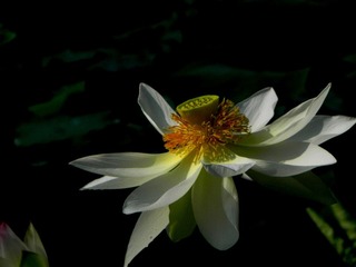 花卉园--荷 011.jpg