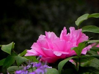 DSCN2941-1.jpg