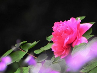 DSCN3118-1.jpg