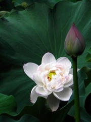 DSCN6040.jpg