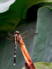 DSCN6409-1.jpg