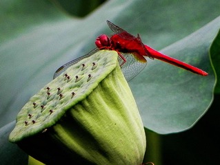 DSCN6411-1.jpg