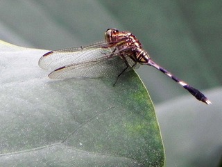 DSCN6418-1.jpg