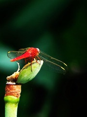 DSCN6421-1.jpg
