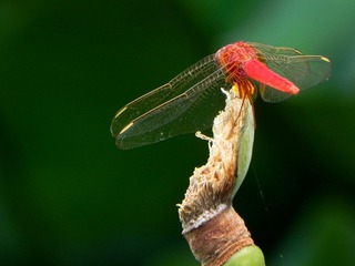 DSCN6422-1.jpg
