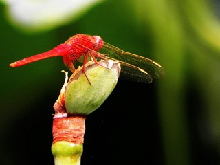 DSCN6423-1.jpg