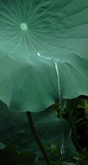 DSCN6191.jpg