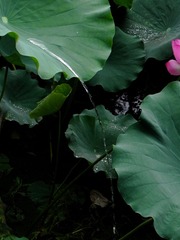 DSCN6217.jpg