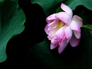 DSCN6345-1.jpg