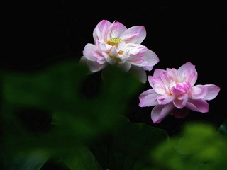 DSCN6350-1.jpg