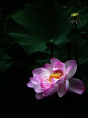 DSCN6360-1.jpg