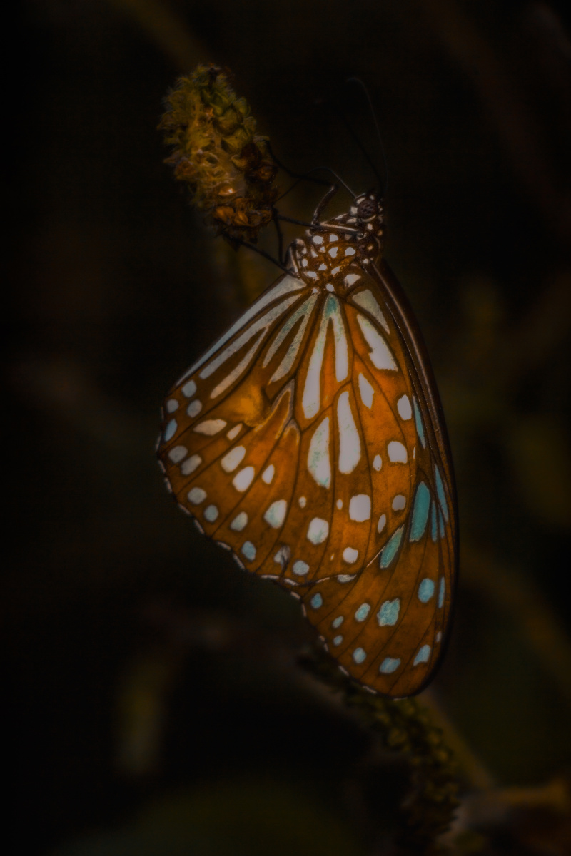 夜下蝴蝶 1分钟前 剑心580 关注 夜光下的花蝴蝶 点赞是美德,打赏是