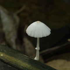 17234