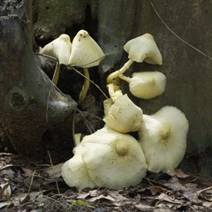 17196