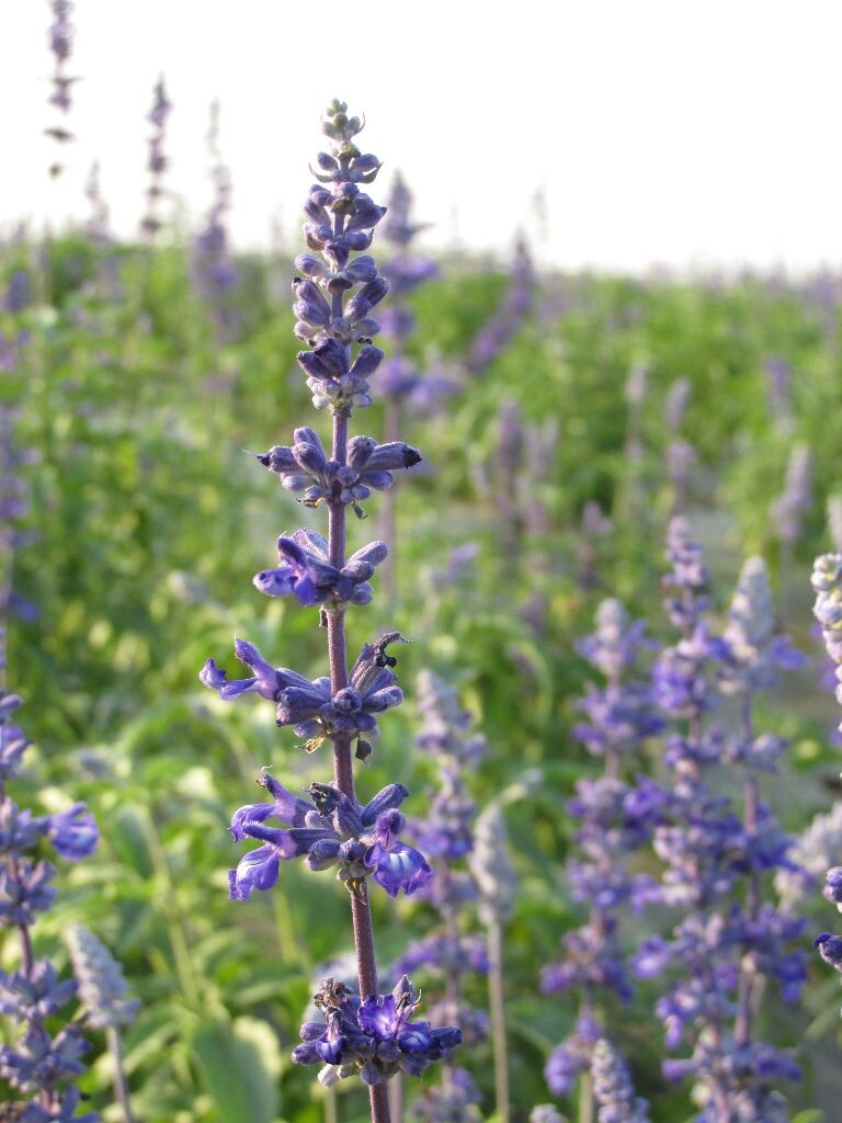 薰衣草<br />
花语：等待爱情。代表着浪漫，象征着高贵与典雅。