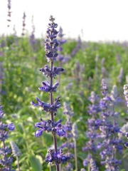 IMG_1928.JPG
