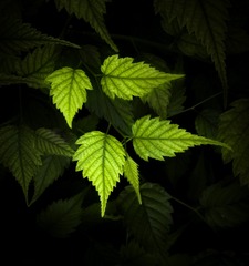 IMG_2357-CS